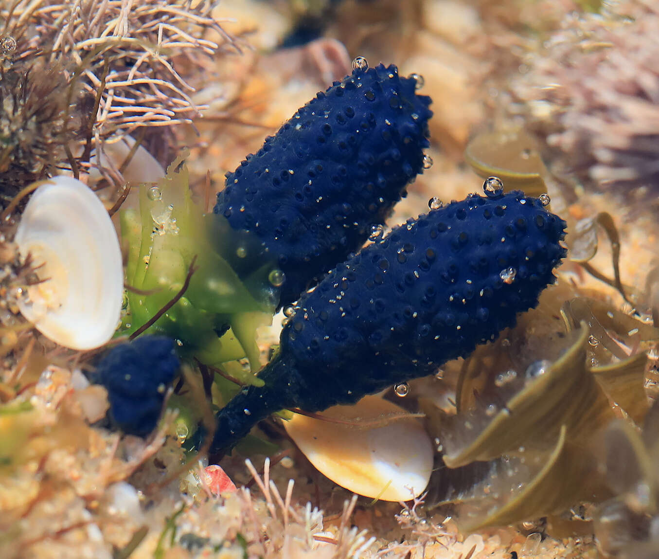 Image de Eudistoma caeruleum (Sluiter 1909)