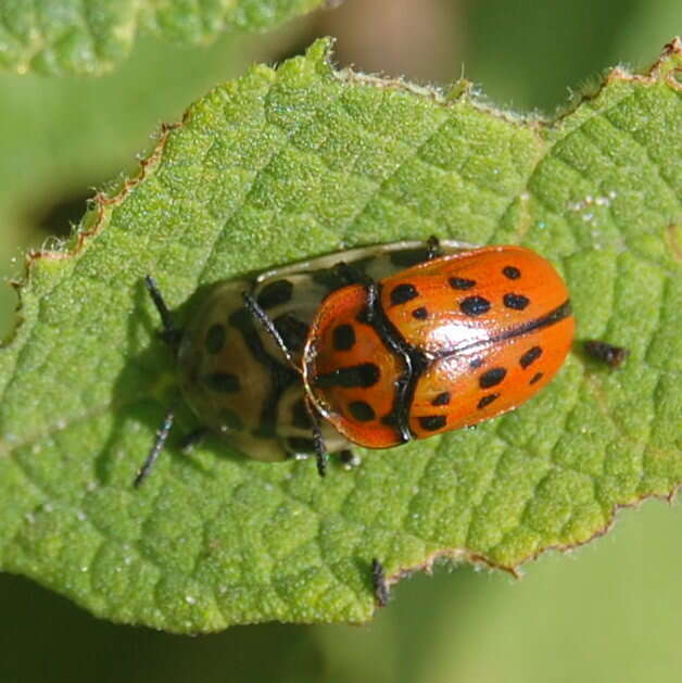 Слика од Eurypedus peltoides Boheman 1854