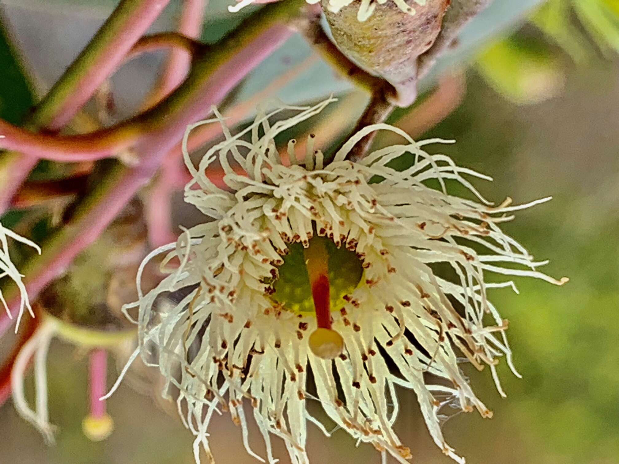 Image de Eucalyptus leucoxylon subsp. megalocarpa D. J. Boland