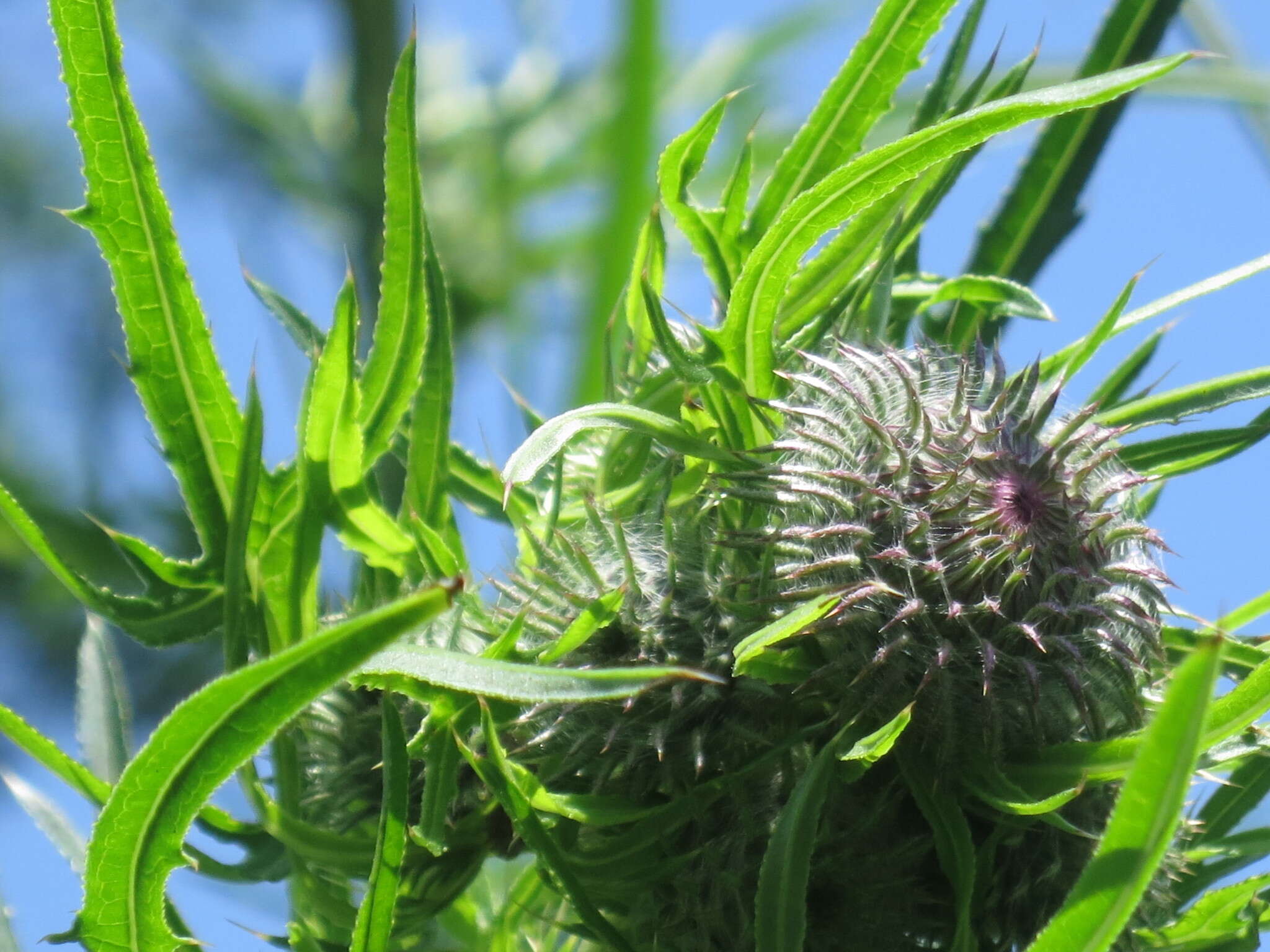 Image of Cirsium pendulum Fisch. ex DC.