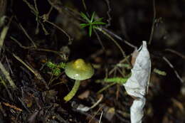 Image of Cortinarius aerugineoconicus E. Horak 1990