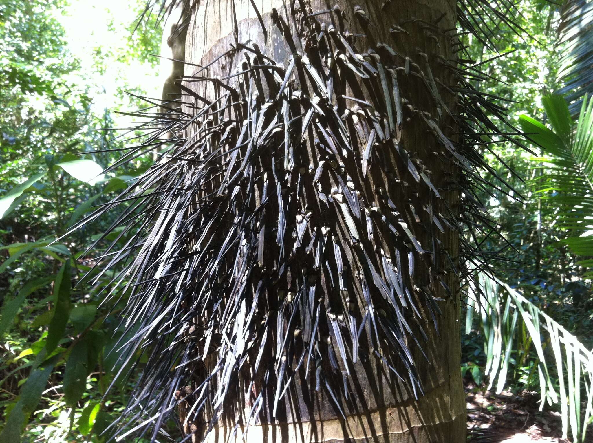 Image of Black palm