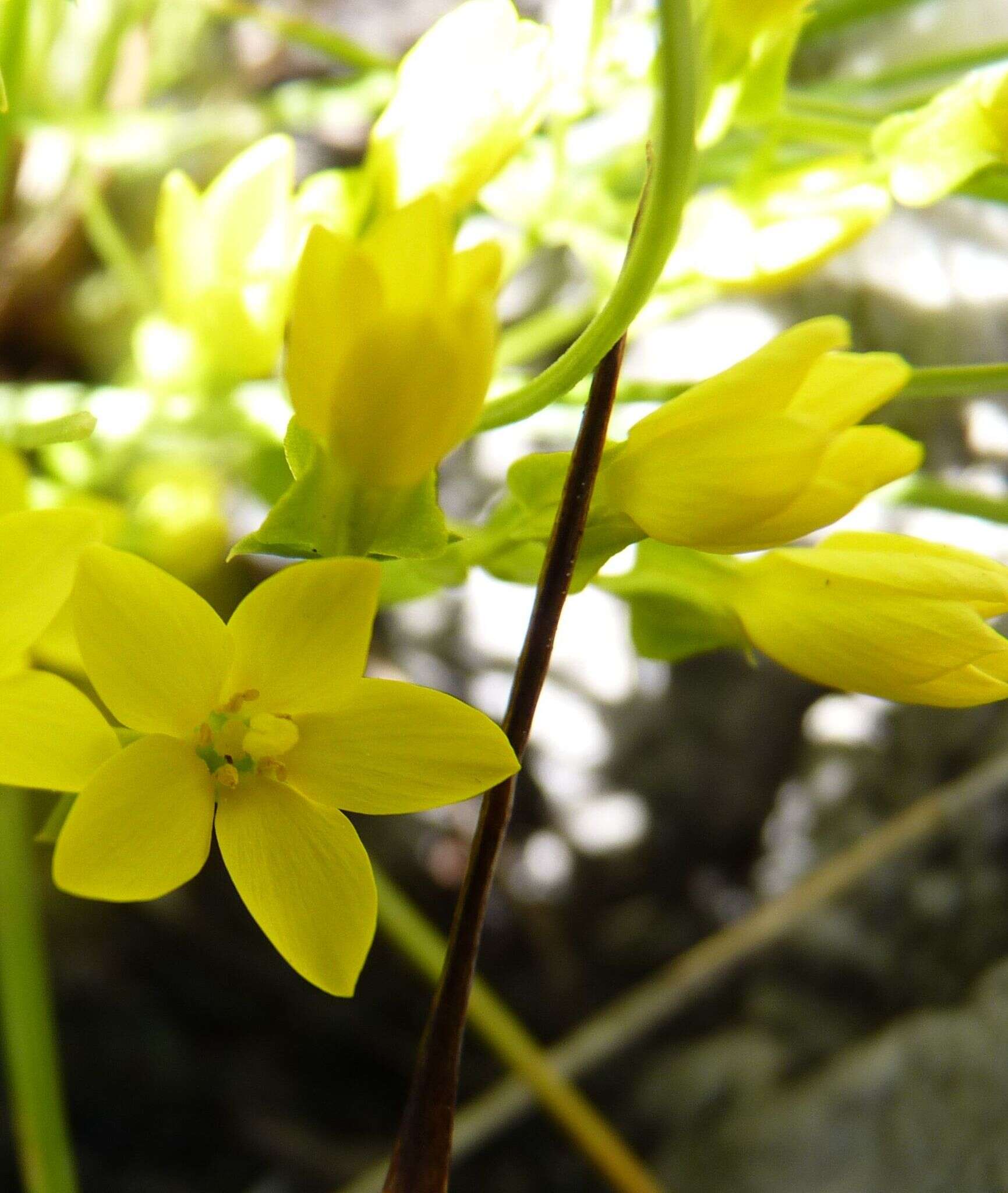 Image de Sebaea sulphurea Schltdl.