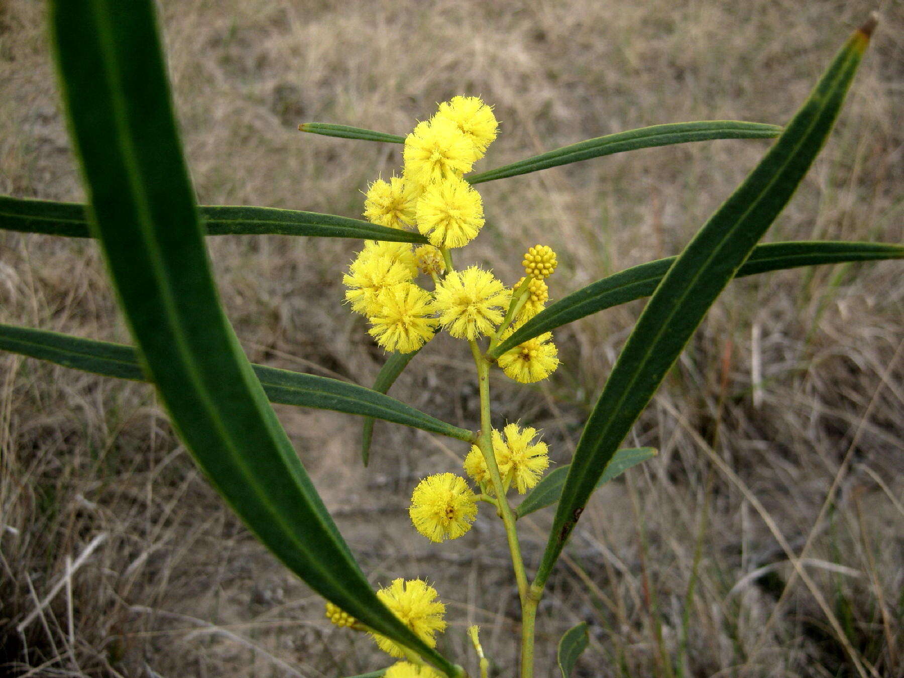 Image of orange wattle