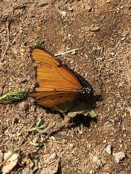 Image of Danaus (Anosia) chrysippus subsp. dorippus Klug 1845