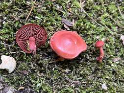 Cortinarius marylandensis (Ammirati) Ammirati, Niskanen & Liimat. 2013的圖片