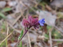 Слика од Anchusella cretica (Mill.) M. Bigazzi, E. Nardi & F. Selvi