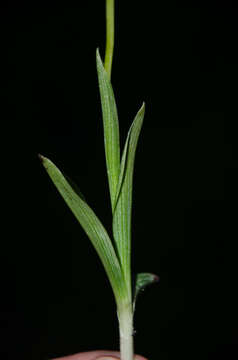 Image of Ophrys insectifera subsp. insectifera