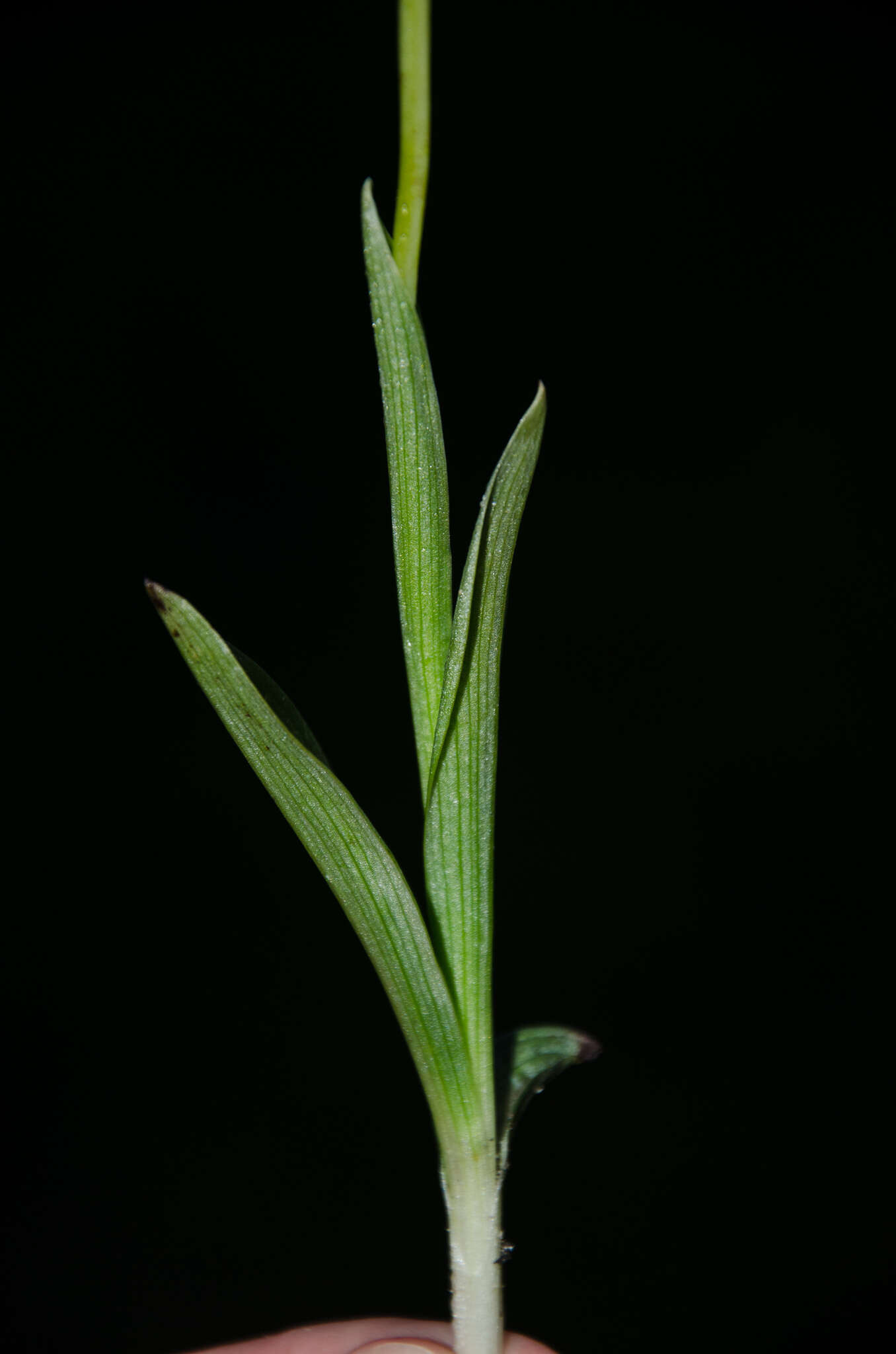 Слика од Ophrys insectifera subsp. insectifera