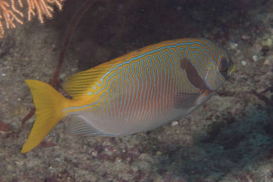 Image of Barred rabbitfish