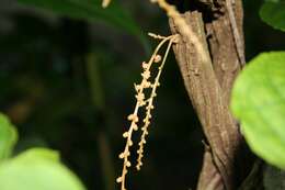 Image of Disciphania calocarpa Standl.