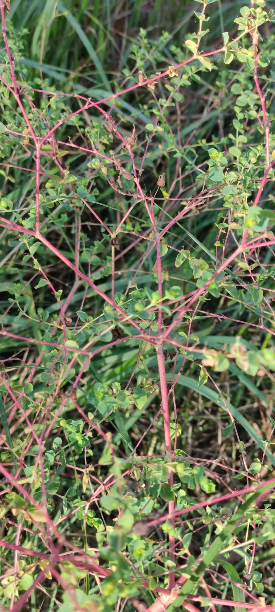 Image of Euphorbia microsphaera Boiss.