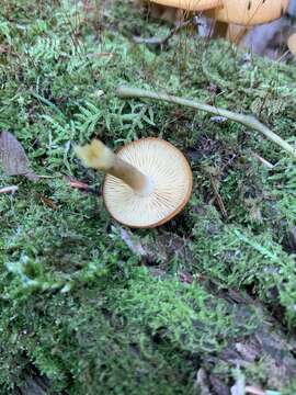 Image of Tricholomopsis decora (Fr.) Singer 1939