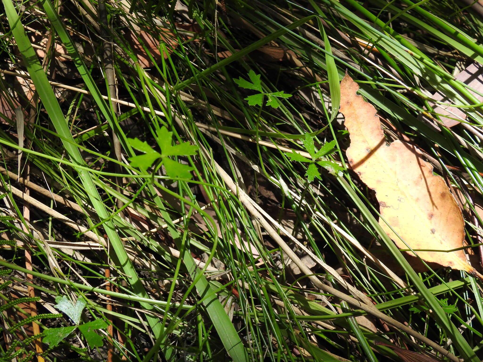 Image of Hydrocotyle paludosa A. R. Bean