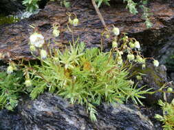 Imagem de Saxifraga aspera L.