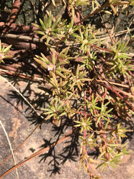 Image of Small's purslane