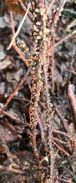 Image of Nectria cinnabarina (Tode) Fr. 1849