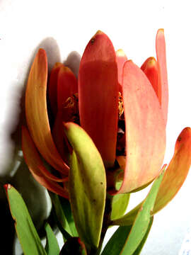 Image of Leucadendron pubibracteolatum I. J. M. Williams