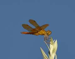 Image of Mexican Amberwing