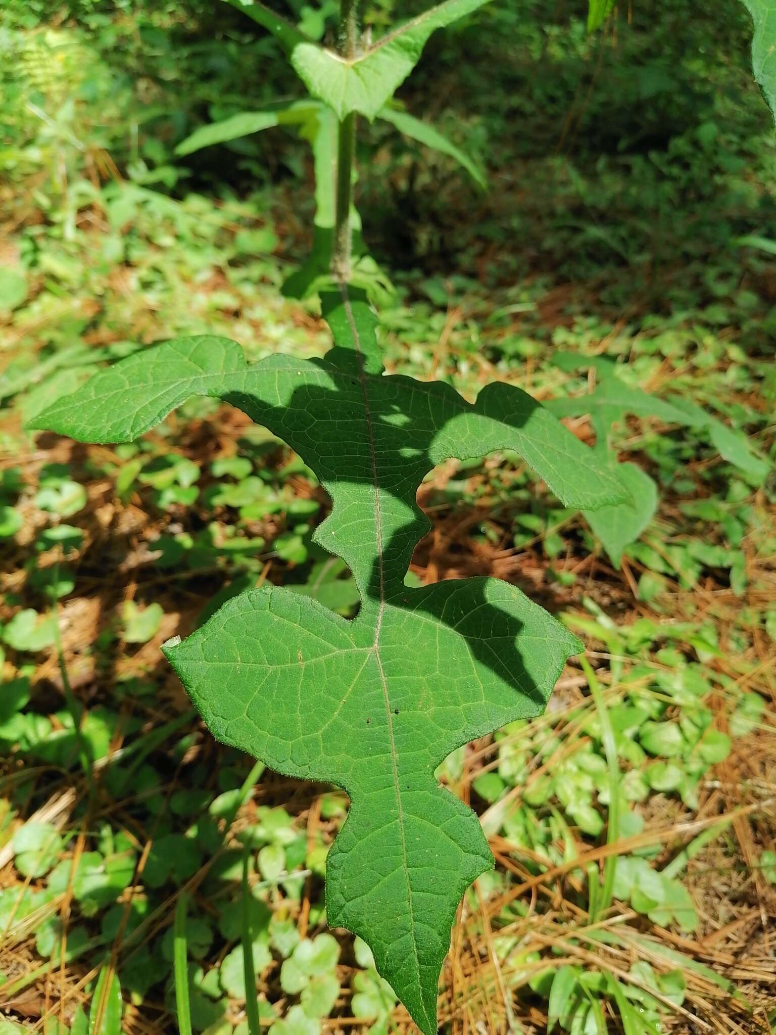 Image of Smallanthus oaxacanus (Sch. Bip. ex Klatt) H. Rob.