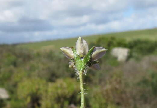 Image of Wahlenbergia capensis (L.) A. DC.