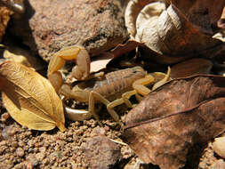 Image of Hottentotta trilineatus (Peters 1861)