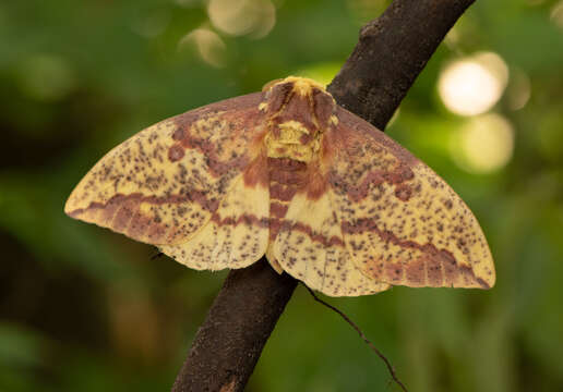 Image of Eacles imperialis pini Michener 1950