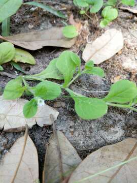 Image of Nama jamaicensis L.