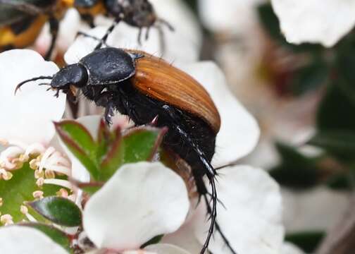 Image of Phyllotocus rufipennis (Boisduval 1835)