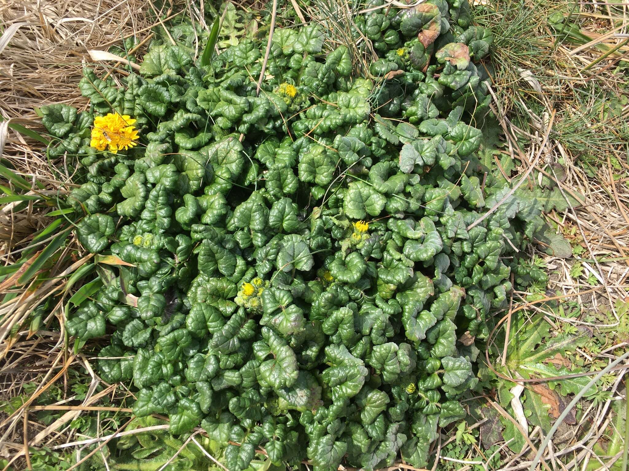 Image of Bolander's ragwort