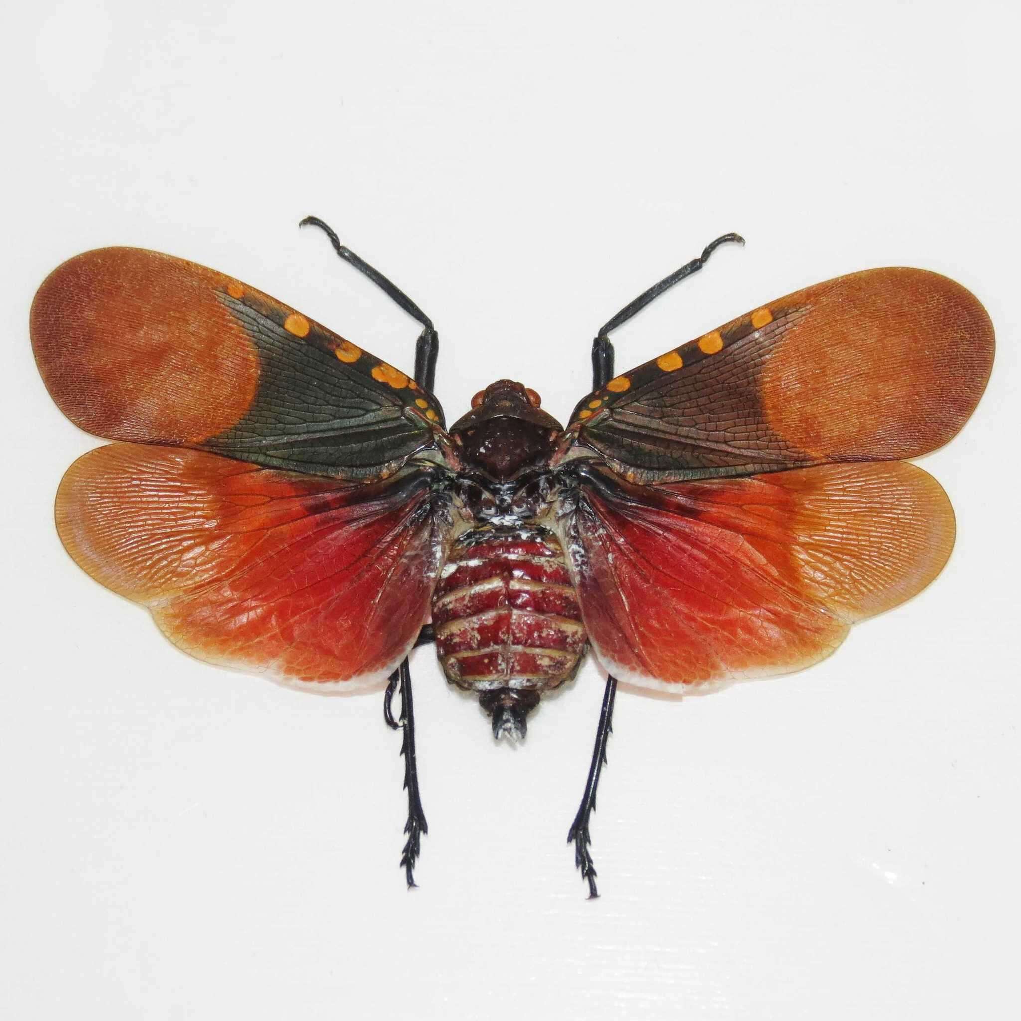 Image of Scamandra polychroma Gerstaecker 1895