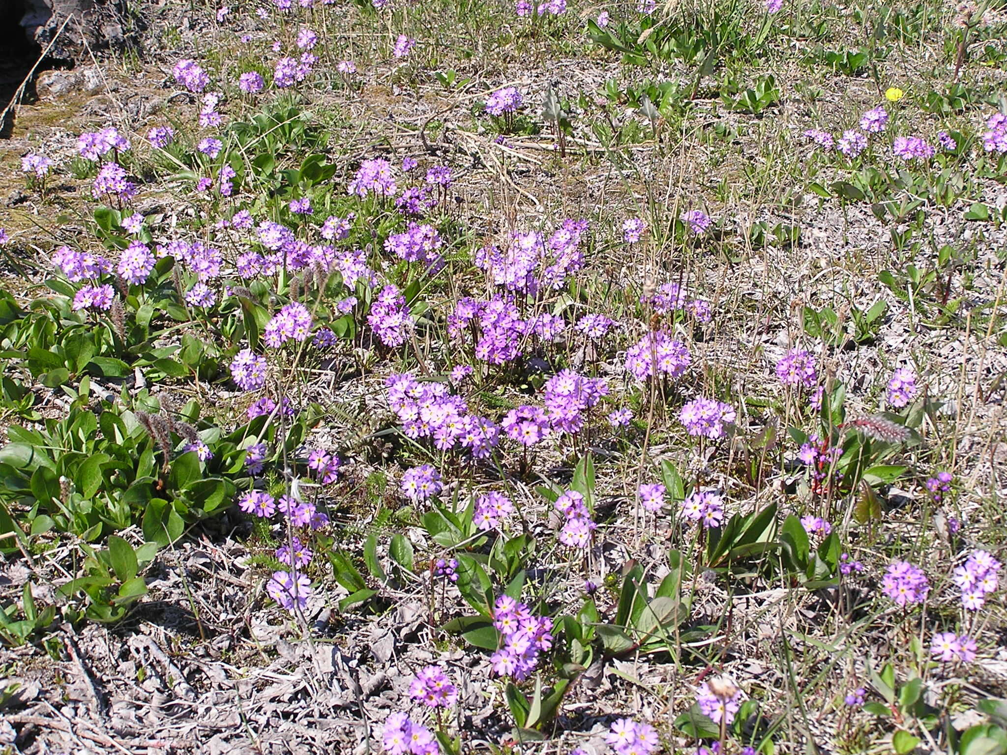 Image of northern primrose
