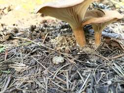 Image of Clitocybe squamulosa (Pers.) P. Kumm. 1871