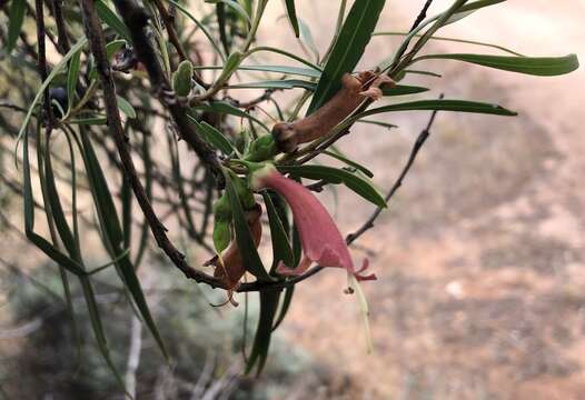 Слика од Eremophila longifolia (R. Br.) F. Muell.