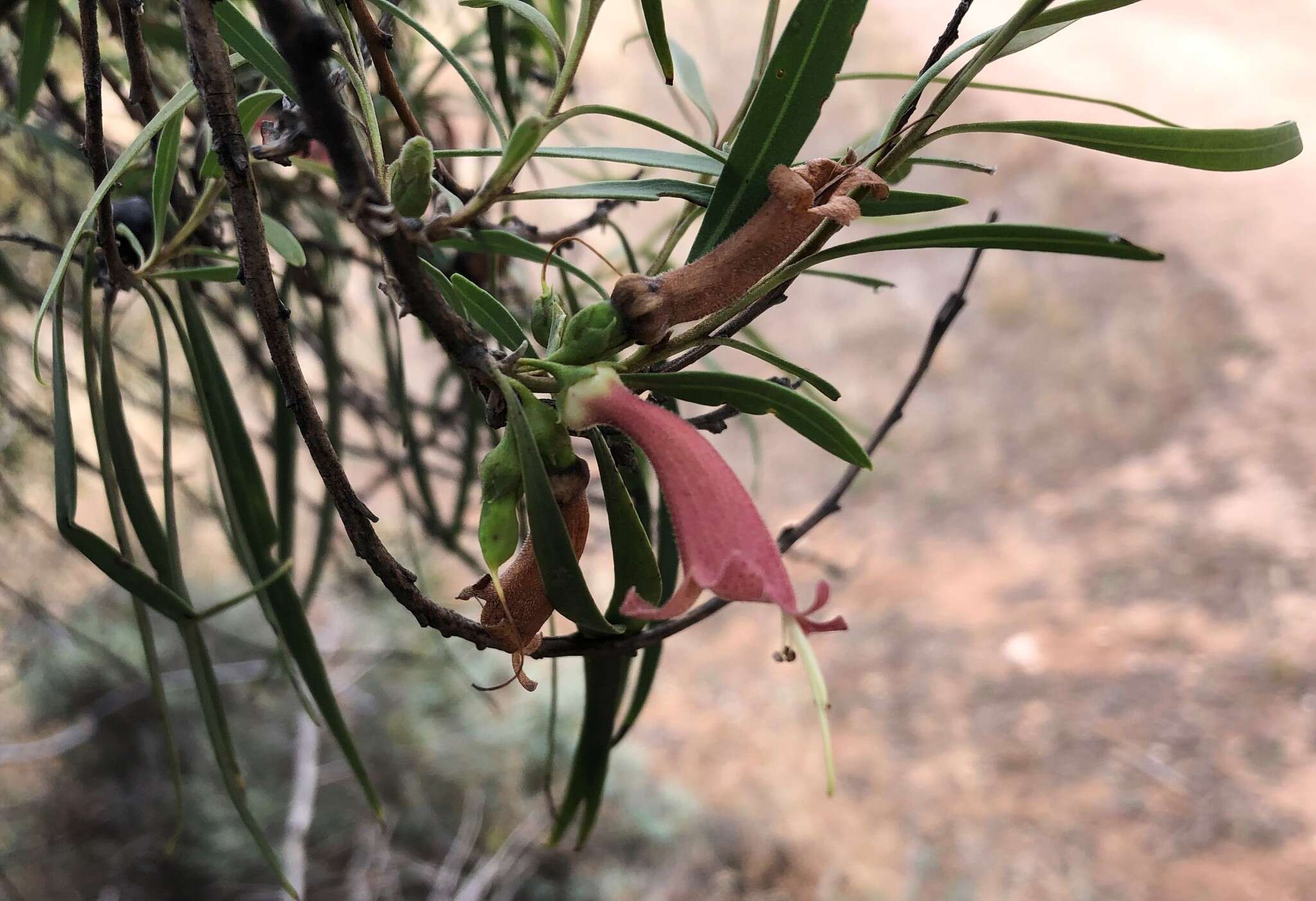 Image de Eremophila longifolia (R. Br.) F. Muell.