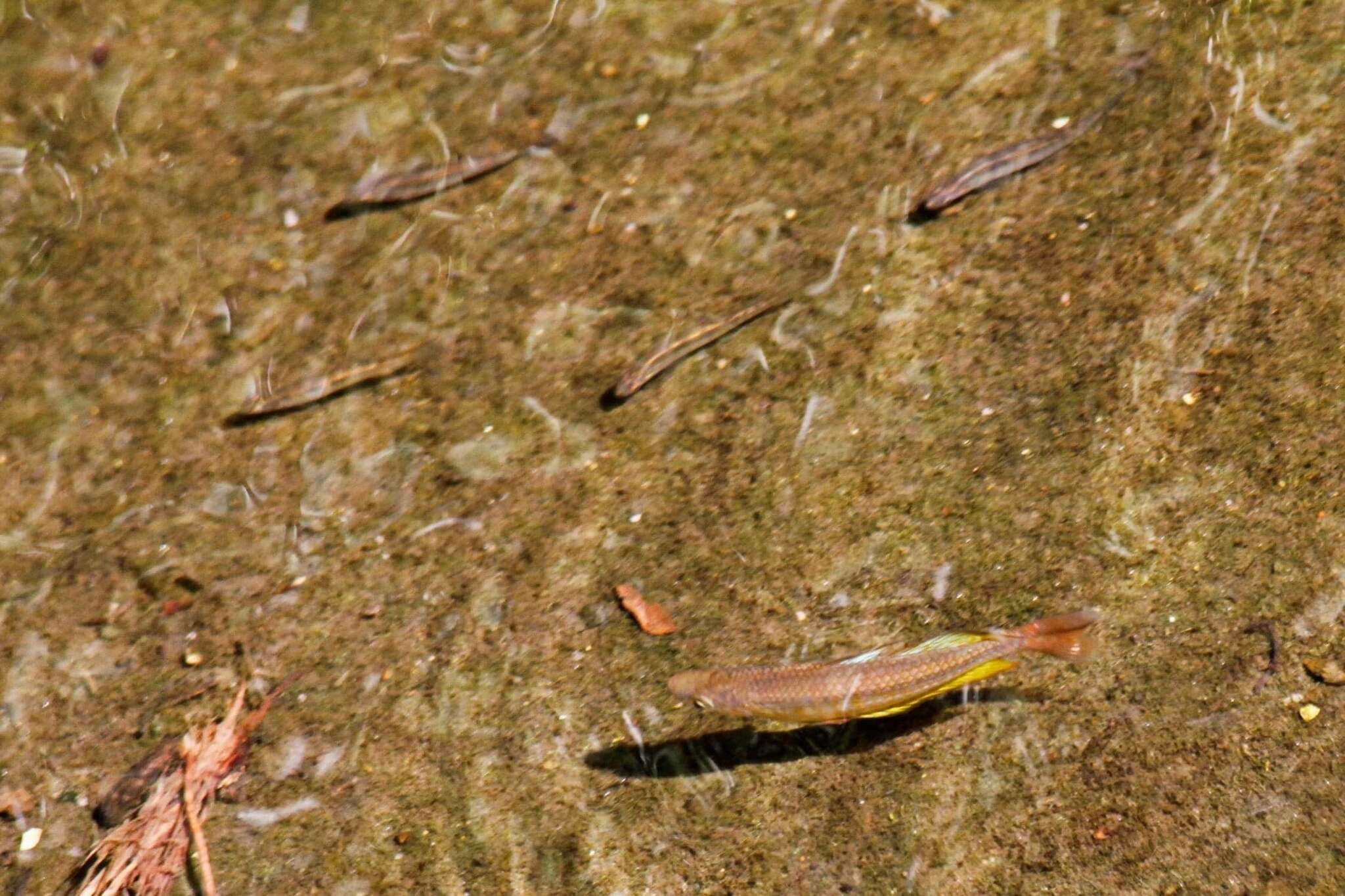 Image of Australian rainbowfish