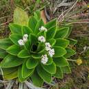 Image de Valeriana convallarioides (Schmale) B. B. Larsen