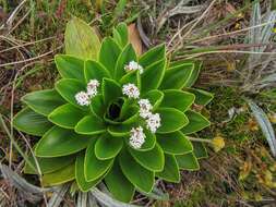 Image of Valeriana convallarioides (Schmale) B. B. Larsen