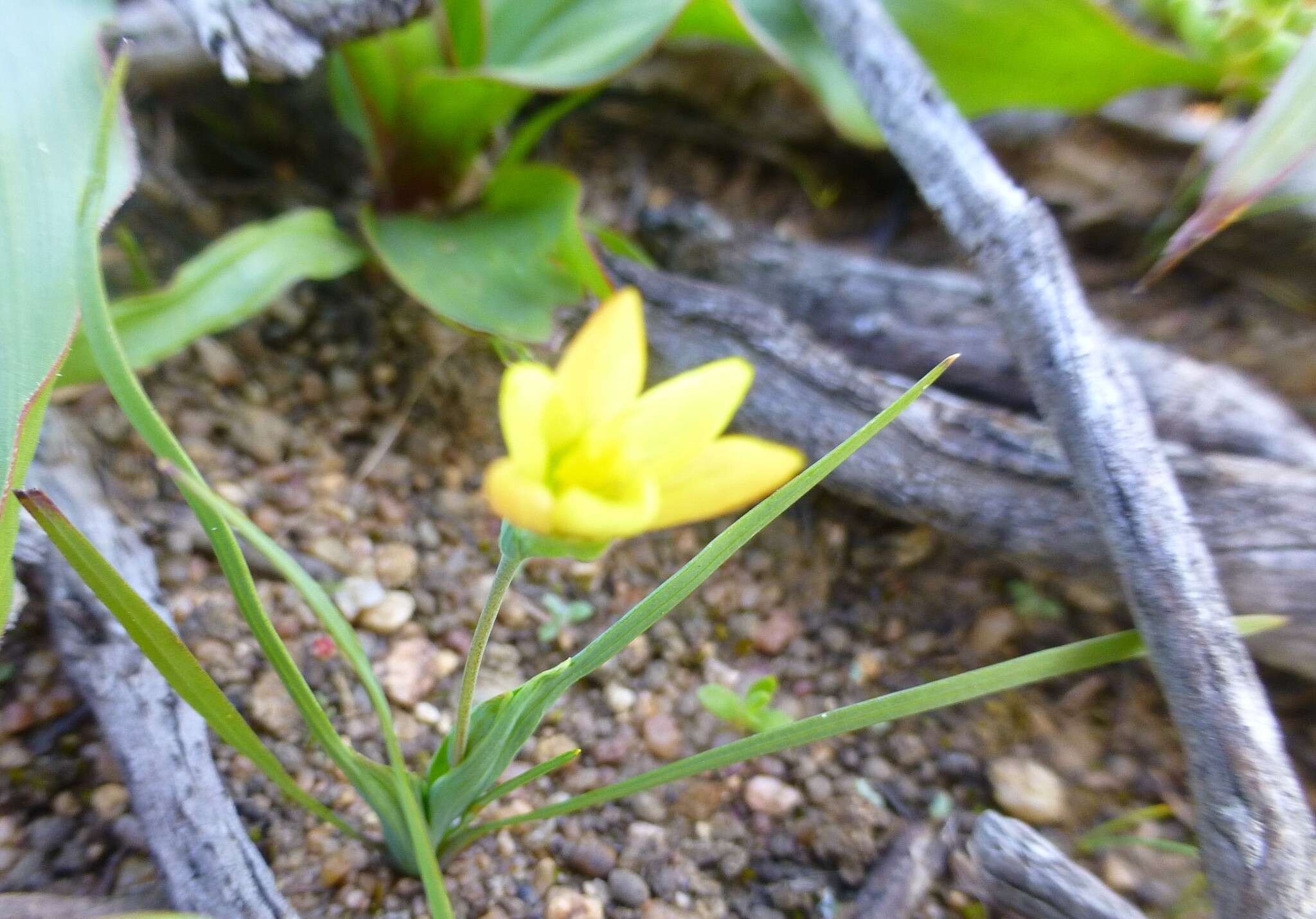 Imagem de Geissorhiza platystigma Goldblatt & J. C. Manning