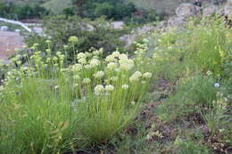 Image of Allium flavescens Besser