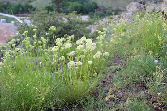 Image of Allium flavescens Besser