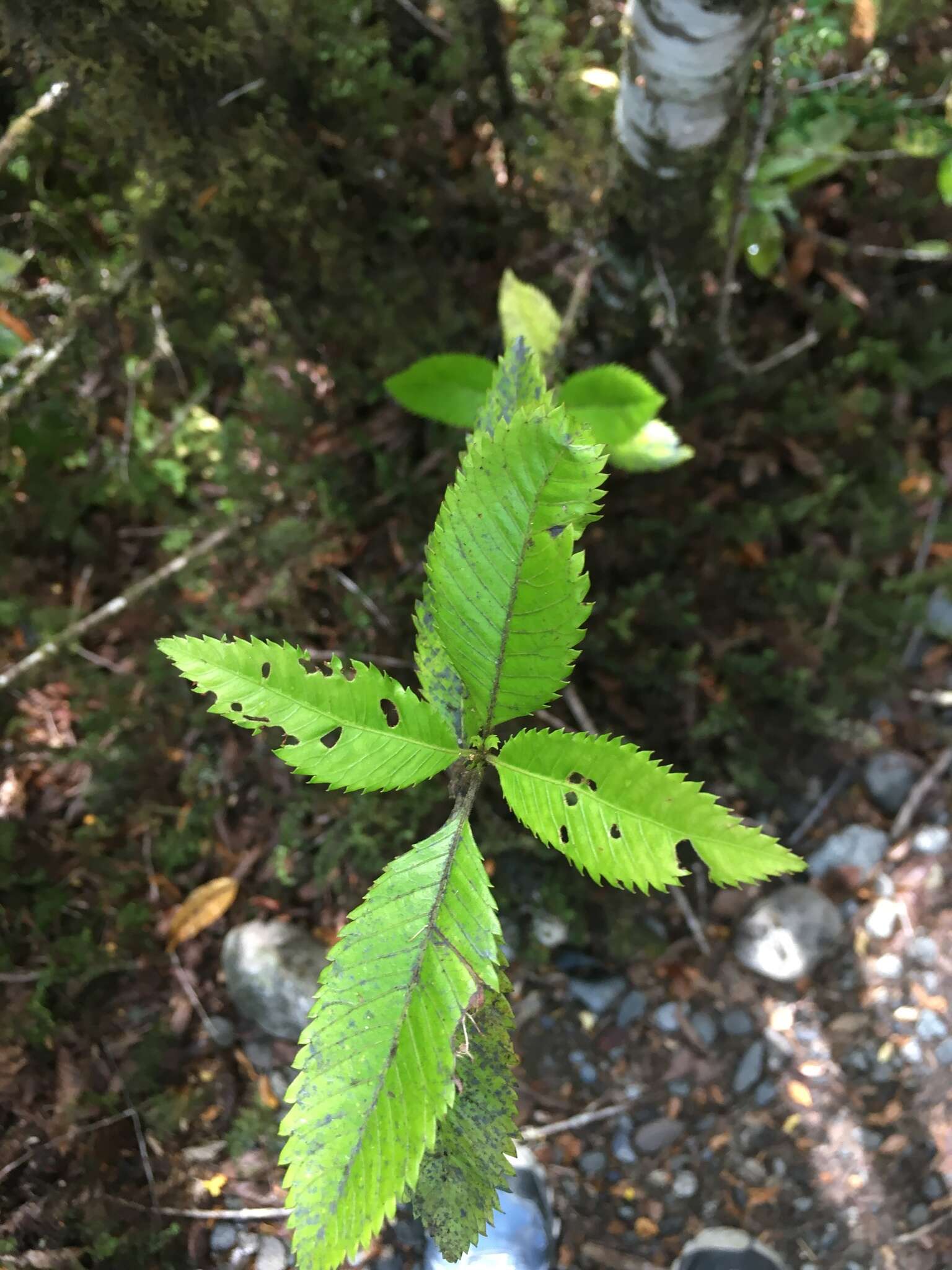 Sivun Caldcluvia paniculata D. Don kuva