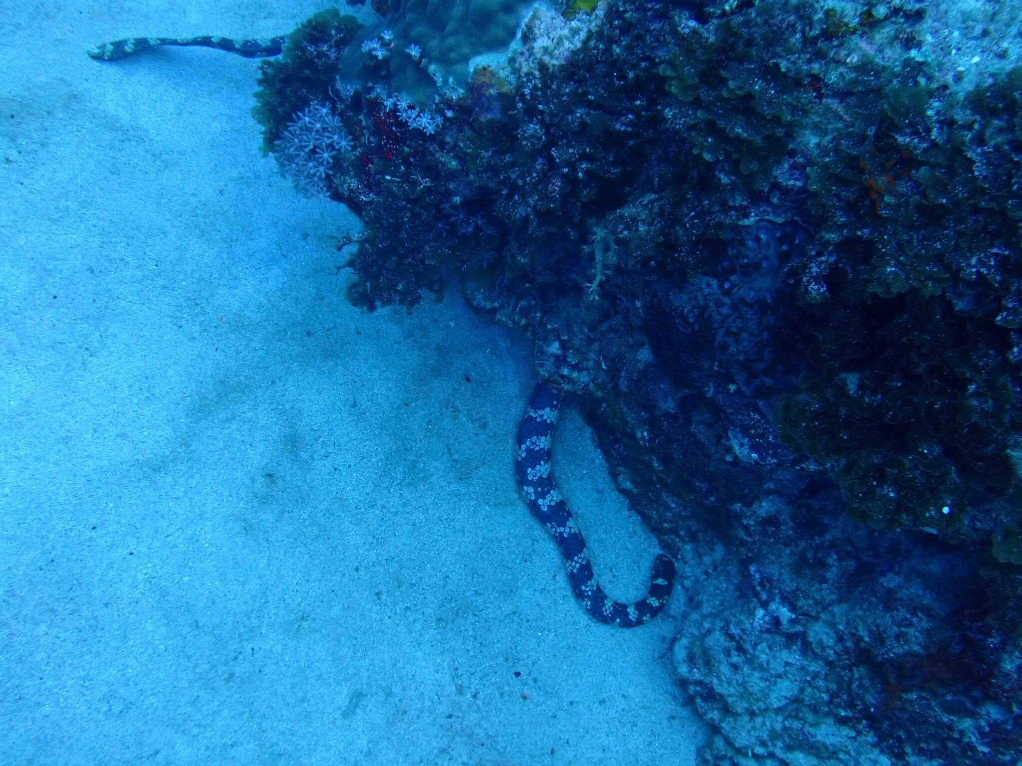 Image of Turtlehead Sea Snakes