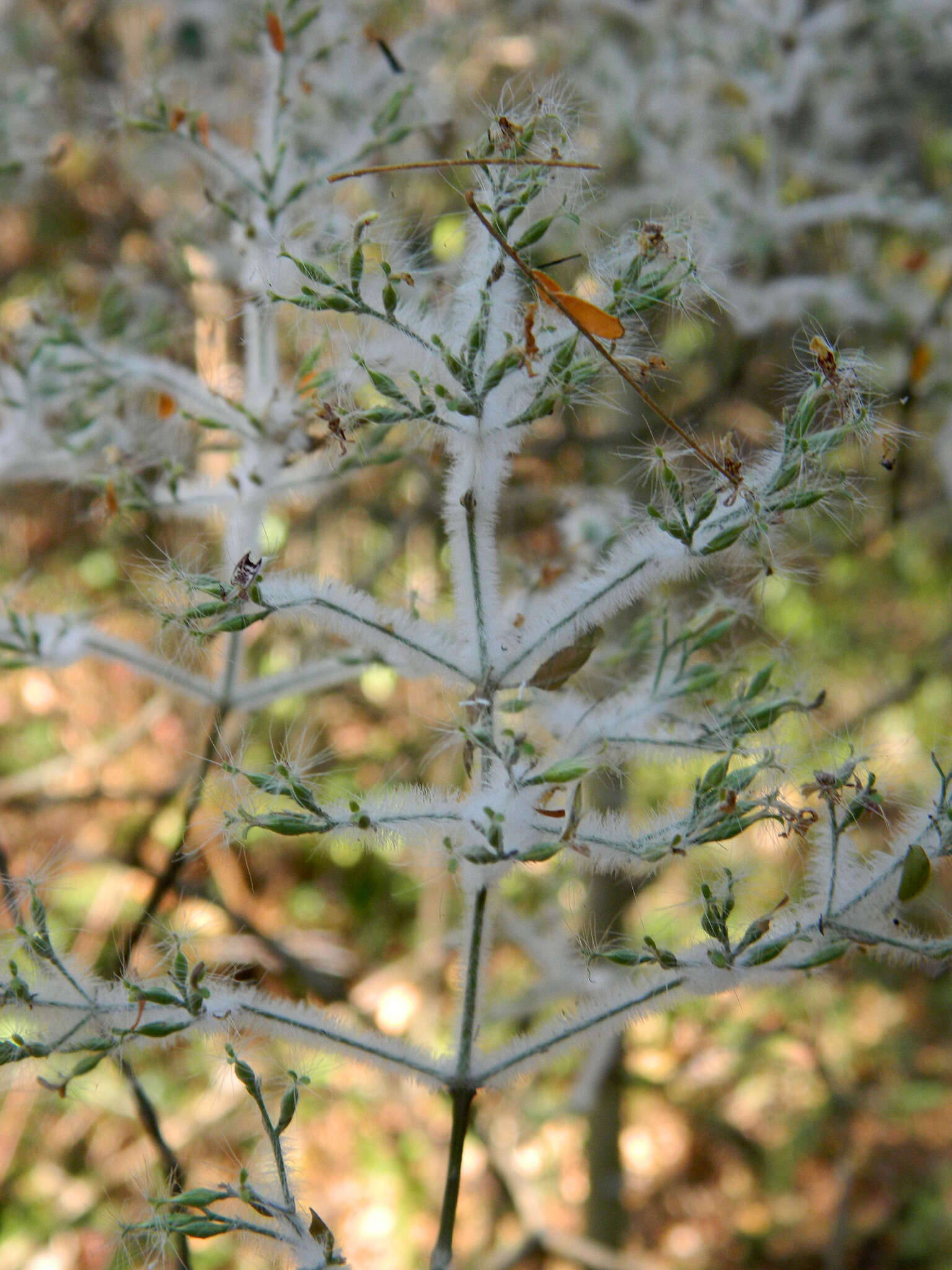 Hypoestes lasioclada Nees resmi