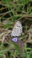 Image of African babul blue