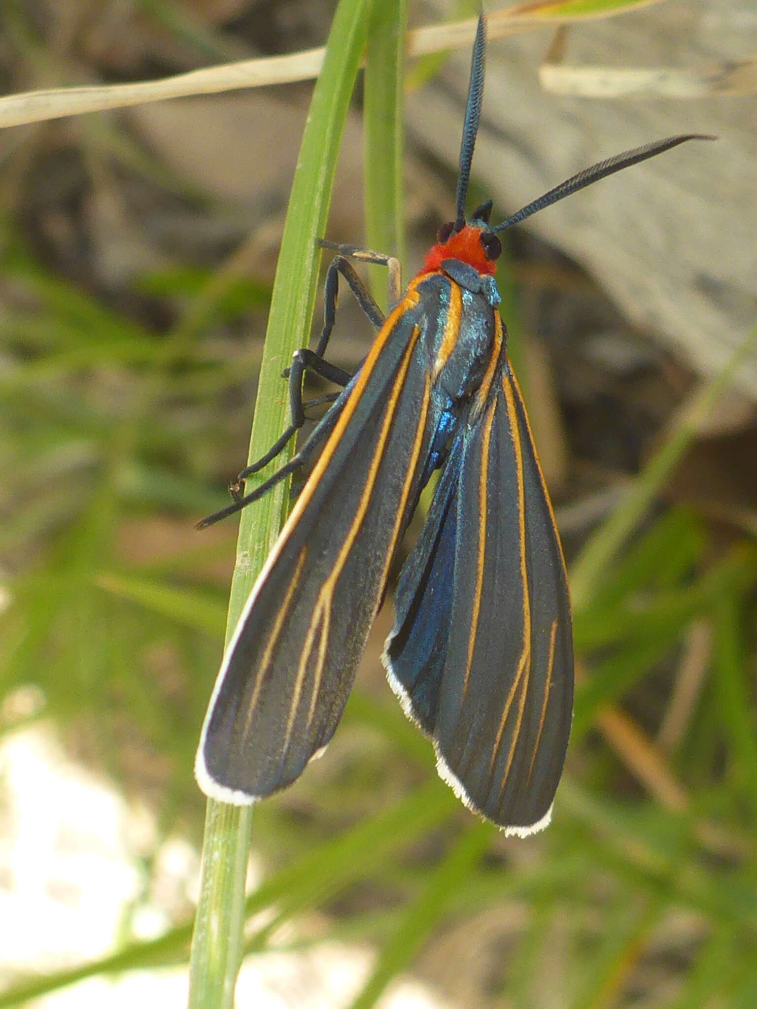 Imagem de Ctenucha venosa Walker 1854