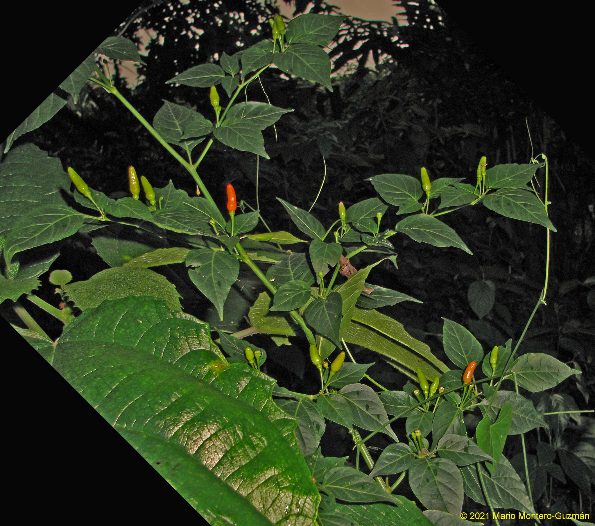 Image of Capsicum frutescens L.