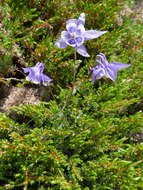 Image of Aquilegia vulgaris subsp. vulgaris