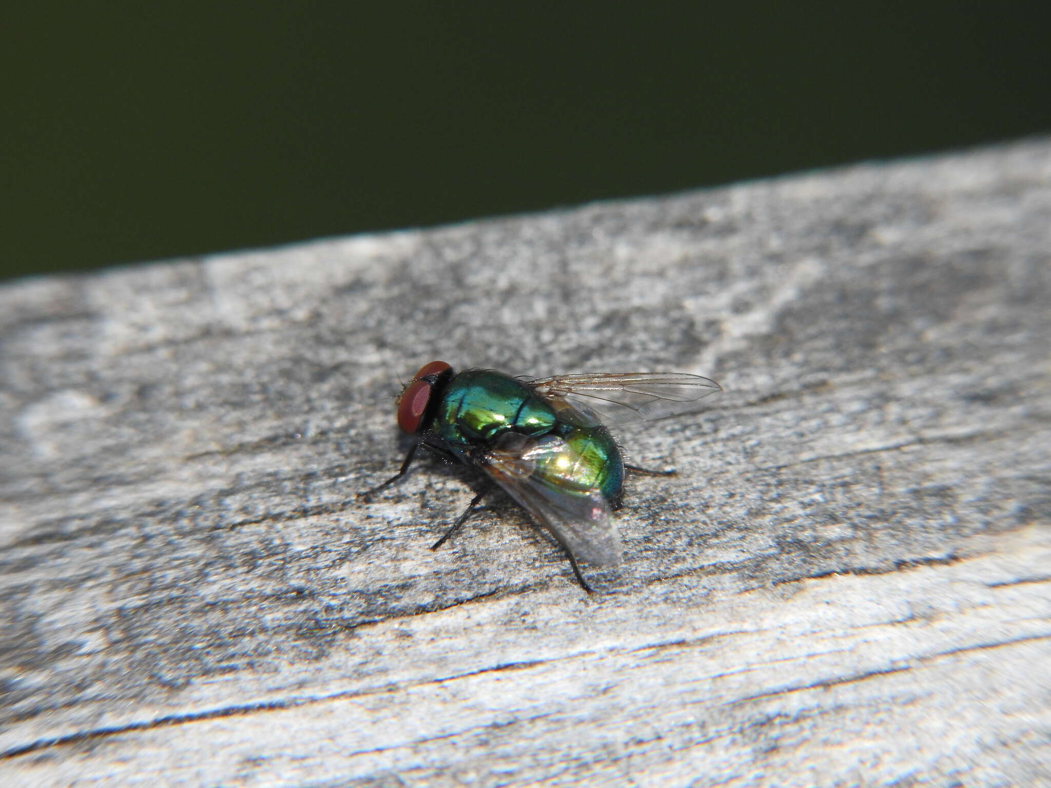 Image of Pyrellia vivida Robineau-Desvoidy 1830