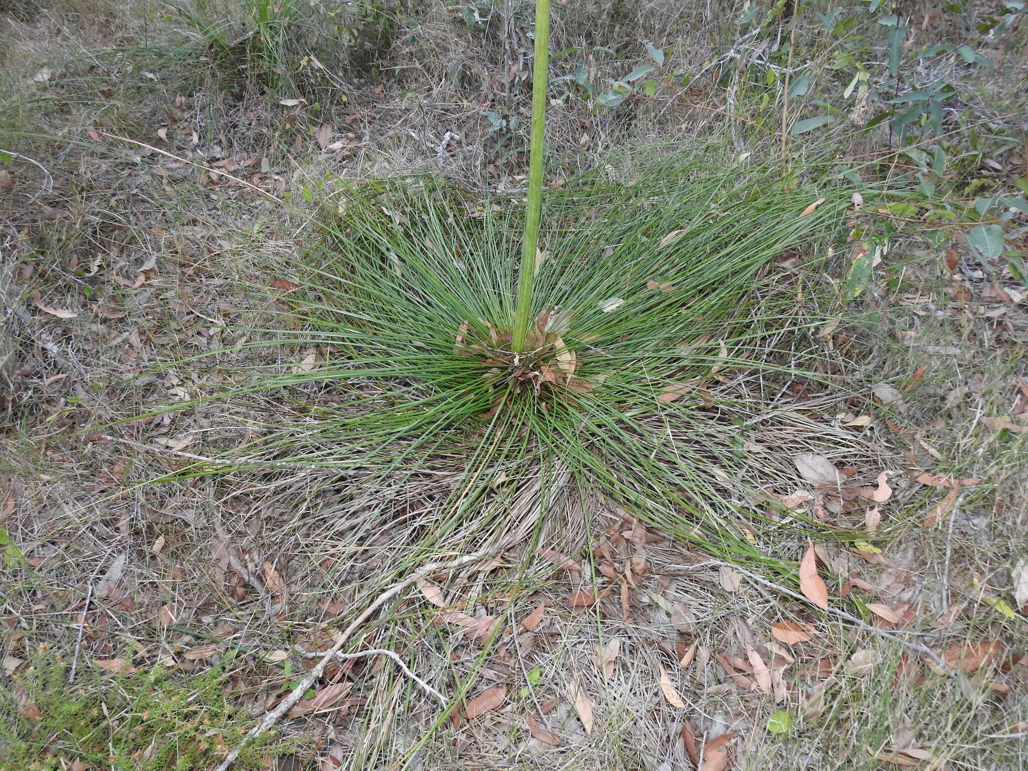 Image of Xanthorrhoea latifolia subsp. latifolia
